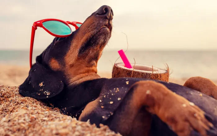 Sommerprogramme & Vorbereitung 